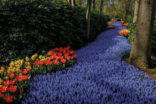 © Keukenhof Holland