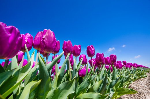 © Floriade EXPO 2022