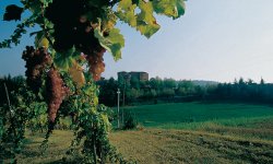 Weinlandschaft in der Emilia Romagna © Emilia Romagna Tourismus