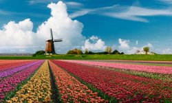 Tulpenblüte in Holland © istockphoto